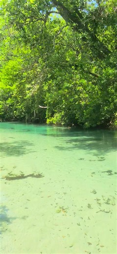 No place I would rather be - the Weeki Wachee | SUP WEEKI