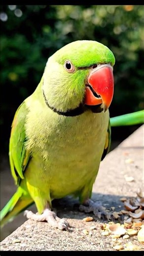 Parrot eating peanuts on ledge #Shorts #ringnickparrot #parrot