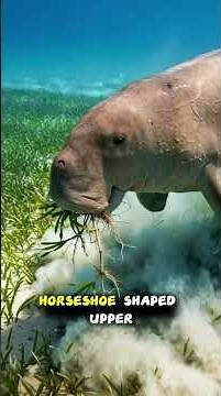 Dugong diet and their role as sea cows