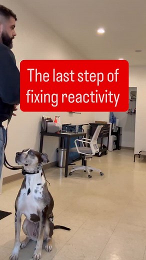 If your dog is reactive and we want to have the end goal being neutrality the most important thing you can show your dog (after you’ve fixed the reactivity) is to physically stop triggers from approaching. Enough reps of this and the dog can start relaxing because it knows you got his back. What I see is people telling other people (which you know doesn’t fucking work half the time) to not approach and that doesn’t register to the dog. | Two Tails Training