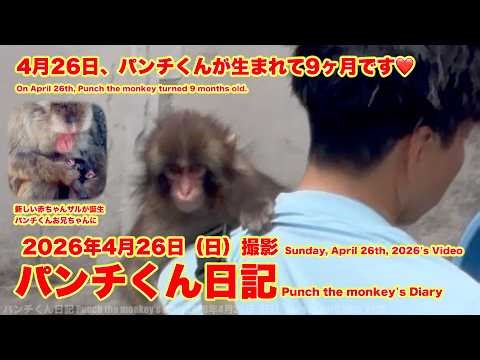 パンチくん日記【2026年4月26日撮影】今日生まれて9ヶ月 市川市動植物園 Punch the monkey 【Punch the monkey's video in April 26, 2026】