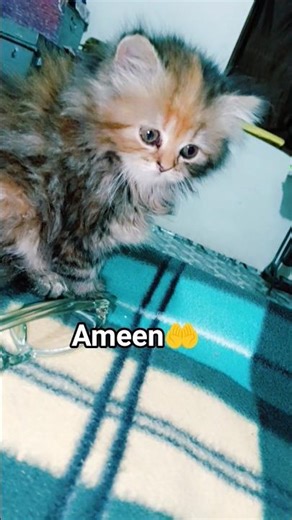 jenny dua kr rhi h 🤲 #dailyvlogs #animallovers #youtubeshort #minivlog #catvideos