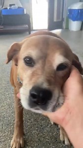 358K views · 10K reactions | Shadow is the sweetest chunky old lady!  #adoptShadow #foster alwaysandfurever.org/forms | Always & Furever Midwest Animal Sanctuary | Facebook