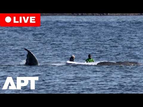 LIVE | Humpback Whale Timmy Stuck Again On Sandbank Near Germany Coast | APT