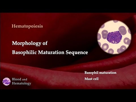 Morphology of Basophilic Maturation Sequence