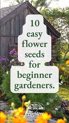 🌸 10 Easy Flower Seeds for Beginners | Grow with Confidence