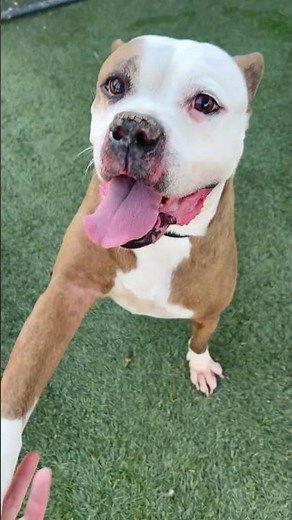 Video of adoptable pet named Ruby (Courtesy post)