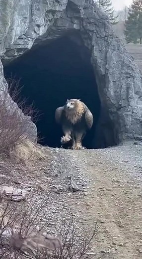 Griffin, Utah c. 2023 #viral #fyp #fantasy #griffin #viralvideo