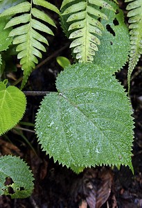 Qu'est-ce que le gympie-gympie, la plante la plus dangereuse au monde