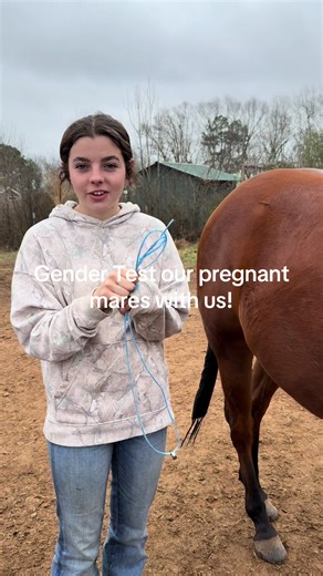 @Western Horseman shared the wives’ tale gender test of holding a string with a ring above your horse’s pregnant belly… We’ll see how accurate this is come spring. KingP234 Mares (Cedar Valley Farms) — “Buttons”, filly “Punchy”, stud “Georgia”, filly What about you, any guesses on what these girls are having? We just want healthy babies & mamas ultimately. #pregnant #horse #mare #filly #stud