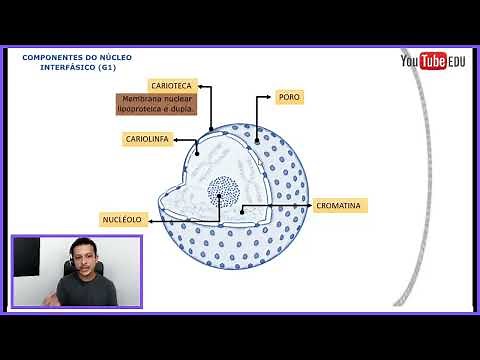 Núcleo Celular - Carioteca | Cromatina | Poro | Cariolinfa | Nucléolo - Citologia
