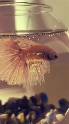 kayip balik nemo #fishing #fyp #keşfet #love