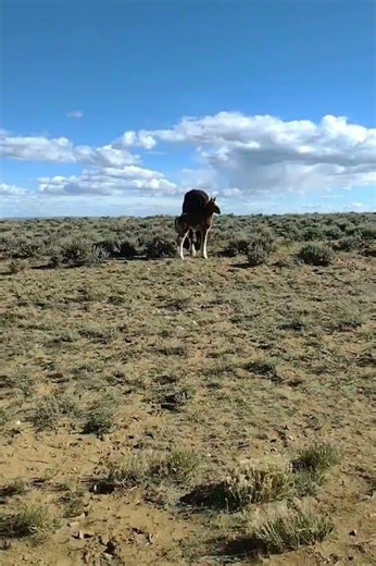 Wild Horses of Wyoming | Foal and Mom in the Open Range