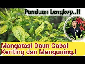 How to deal with curly leaves on chilies, tomatoes, eggplants and other plants, curly leaves on c...