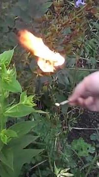 Burning Bush Plant 🔥 The Plant That Catches Fire! #burning bush plant