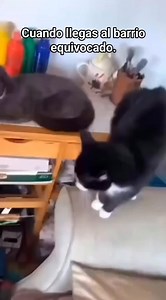 Espacio solo para michis. | Caoz Anatema