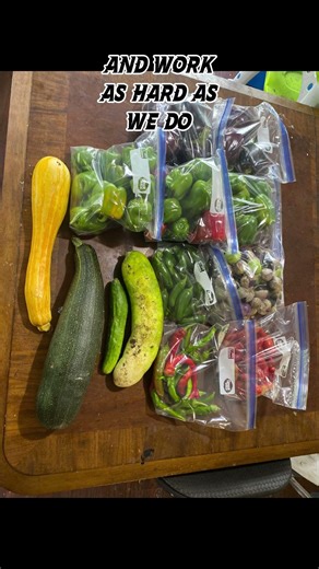 "Sunset Peppers: Growing Glory In Southern Oregon" #oregongardening #pnwgarden #permaculture