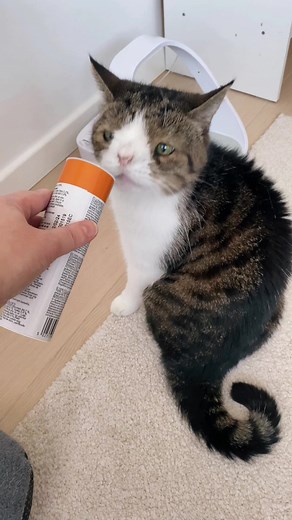 How to Check if Your Cat is Deaf