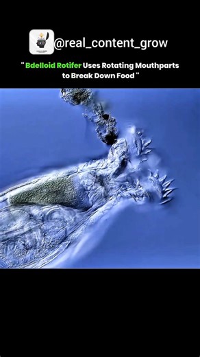 real content on Instagram: "Bdelloid rotifers are microscopic aquatic animals found mostly in freshwater environments such as ponds, mosses, and soil. They are well-known for their unique method of reproduction—parthenogenesis—where females produce offspring without the need for males. What makes them especially fascinating is that no male bdelloid rotifer has ever been observed, and yet they have survived for tens of millions of years. Their bodies are typically wheel-shaped at the front (hence