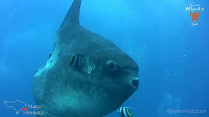 BLUE CORNER Click to dive 👉 http://bit.ly/2gWRhwF (10% - 15% Discount for our follower) As its name implies, Blue Corner is a dive in the blue where you’re projected at full speed over an impressive underwater relief. This is Bali’s dive that will send shivers down your spine; one that we all dream about in secret, but can barely dare to jump from the boat. If conditions allow, the Atlantis instructors and dive guides will take you on this great adventure! Quickly! Everyone must jump and fin ki