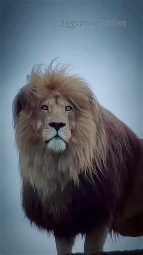 ➡️🐍 FULL LEWANY 🐍⬅️ (@fmmmmm.mmm)’s videos with original sound - ➡️🐍FULL LEWANY 🐍⬅️ - ➡️🐍 FULL LEWANY 🐍⬅️