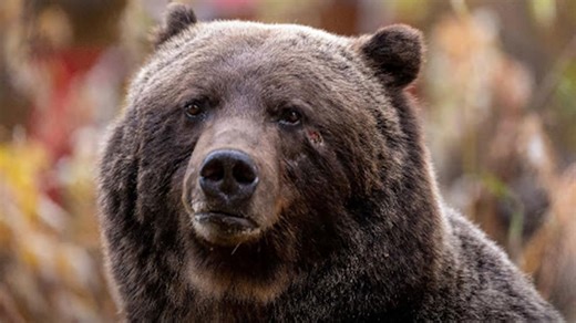 #TheMoment Banff’s famous grizzly ‘The Boss’ took a trip to Canmore