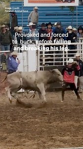 11K views · 105 reactions | On Saturday, rodeo cruelty in Aotearoa...