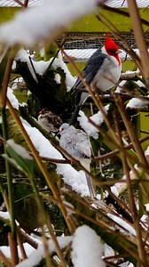 Pin-tailed whydah, red crested cardinal, and diamond dove #birds #bird #aviary #nature | Tropical Aviary Birds - Torben Dehlholm