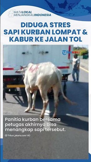 Hendak Disembelih, Sapi Kurban Ngamuk hingga Kabur ke Jalan Tol Kawasan Ancol Barat Jakarta Utara