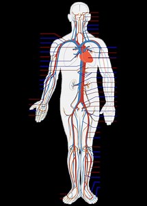 Circulatory system - Alchetron, The Free Social Encyclopedia