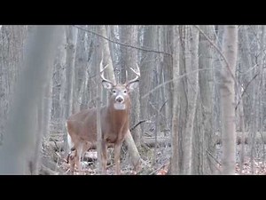 cerf de virginie période du rut part 5 longueuil