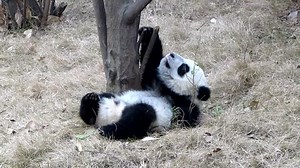 Cute Baby Panda Rolling On Grass Stock Footage Video (100% Royalty-free) 22890358 | Shutterstock