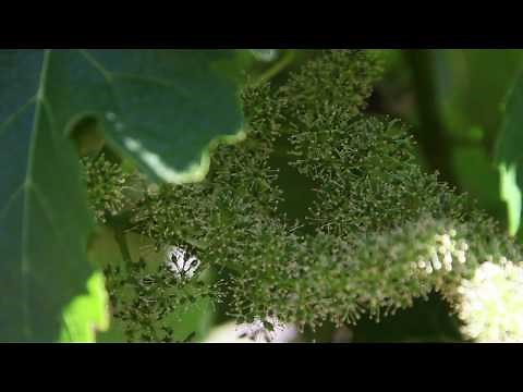 How Grapevines Bloom and Fruit Develops | Grape Flowers at Jordan | Wine Education Videos