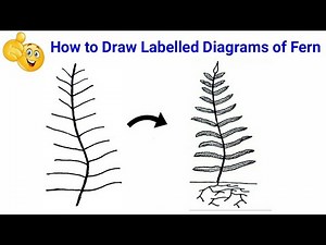 how to draw fern | how to draw ferns step by step | how to draw fern diagram | fern diagram