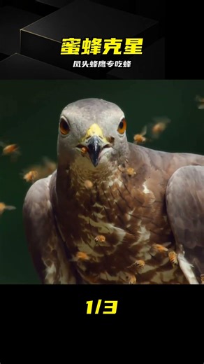 The crested honey buzzard takes on a hornet head-on, proving itself to be a natural nemesis of be...