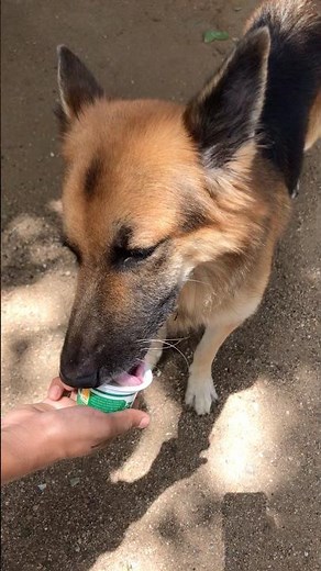 Can dogs eat Yogurt safely