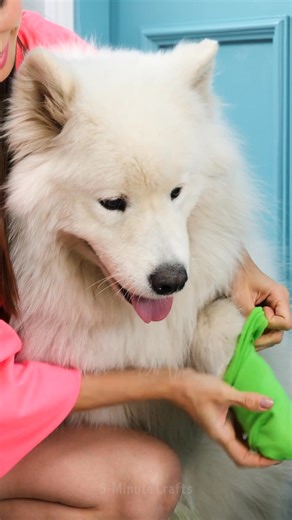 661K views · 10K reactions | Awesome hacks for pet owners! Useful Gadgets | 5-Minute Crafts | Facebook