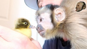 29K views · 2.1K reactions | MonkeyBoo and baby MonkeyHappy meet an ugly duckling and this happened... Be sure to like and share MonkeyBoo, Happy and the ugly duckling with a friend! | MonkeyBoo | Facebook