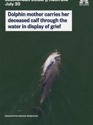 A dolphin mother was seen carrying her deceased calf through the waters of the Leschenault Estuary in Western Australia in a display of grief, marine researchers said. The calf, born just two weeks earlier during winter, died amid concerns about its high respiratory rate.