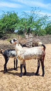 15K views · 1.7K reactions | https://youtu.be/fpsBYZV1nPs?si=eHNTr9lVyJu2-Eh- Full video Link ஒரிஜினல் தரமான கொடி ஆடு மாப்பிள்ளை கிடா ❣️90 Kg heavy Weight | Balaganesh V | Facebook