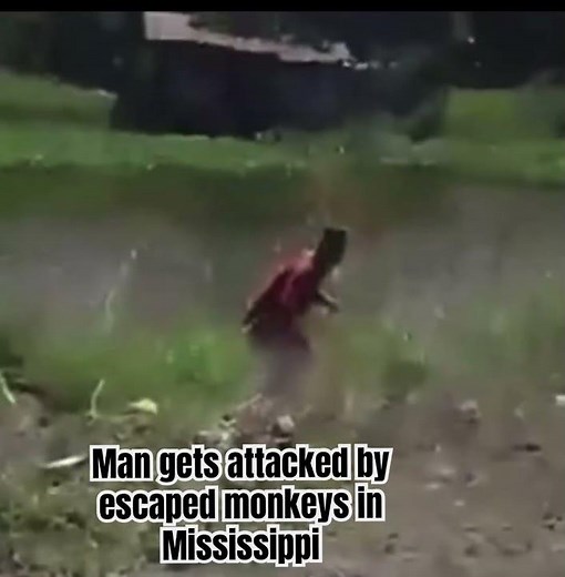 Escaped #monkey from #tulane university attacks man in #mississippi subscribe #research #primates