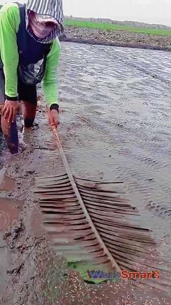 Manual Rice Seeding : How Farmers Spread Seeds in Muddy Fields