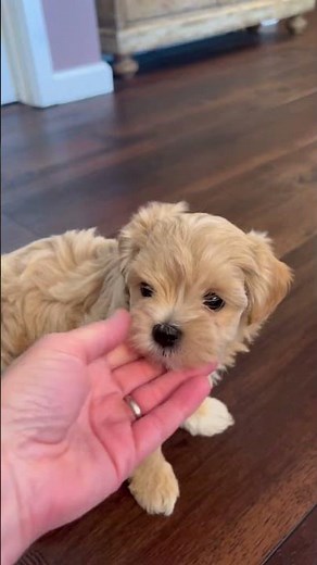 PrissyPawz: AKC Maltese, Maltipoo, Morkie, and Toy Poodle puppies. Northern California