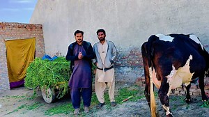 511K views · 31K reactions | Big cows for sale in Pakistan | Dairy Cow TV | Facebook