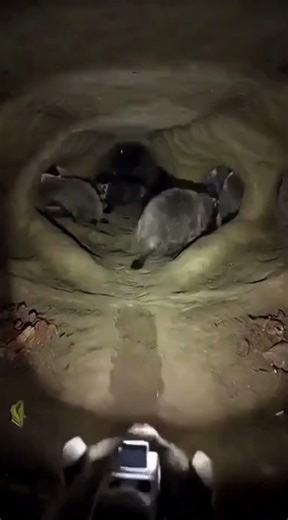Badger POV: Inside a Hidden Underground Colony | BurrowScope TV #wildlife