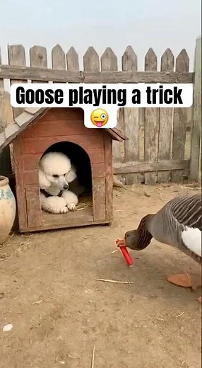 Mischievous Goose Puts Firecracker in Doghouse, Chaos Erupts! (Goose vs. Dog) #Goose #Dog #Prank