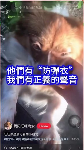 【社會現象】發聲‼️四個“小魔王”有防彈衣，我們有正義的聲音！揭陽虐狗通報引公憤，中國品牌爾木萄與藝人杜江悲壯發聲 #真相 #公道 #反對虐待動物 #動物保護立法 #爾木萄 #杜江 #shorts