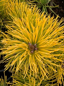 Pinus sylvestris 'Gold Coin' Winter Yellow Scots Pine
