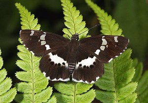 Daimio tethys - Alchetron, The Free Social Encyclopedia