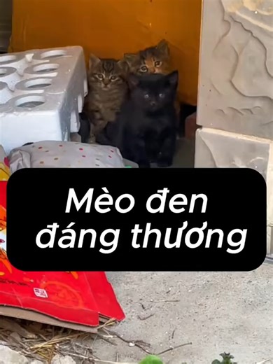 Nuôi mèo trong sân P78: Mèo đen và những đứa con đáng yêu của nó P2